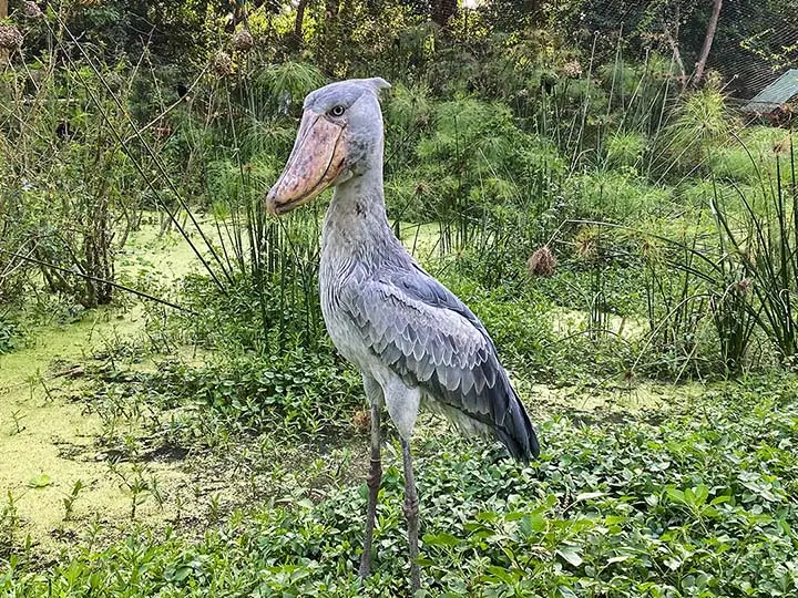 shoebill stork mabamba